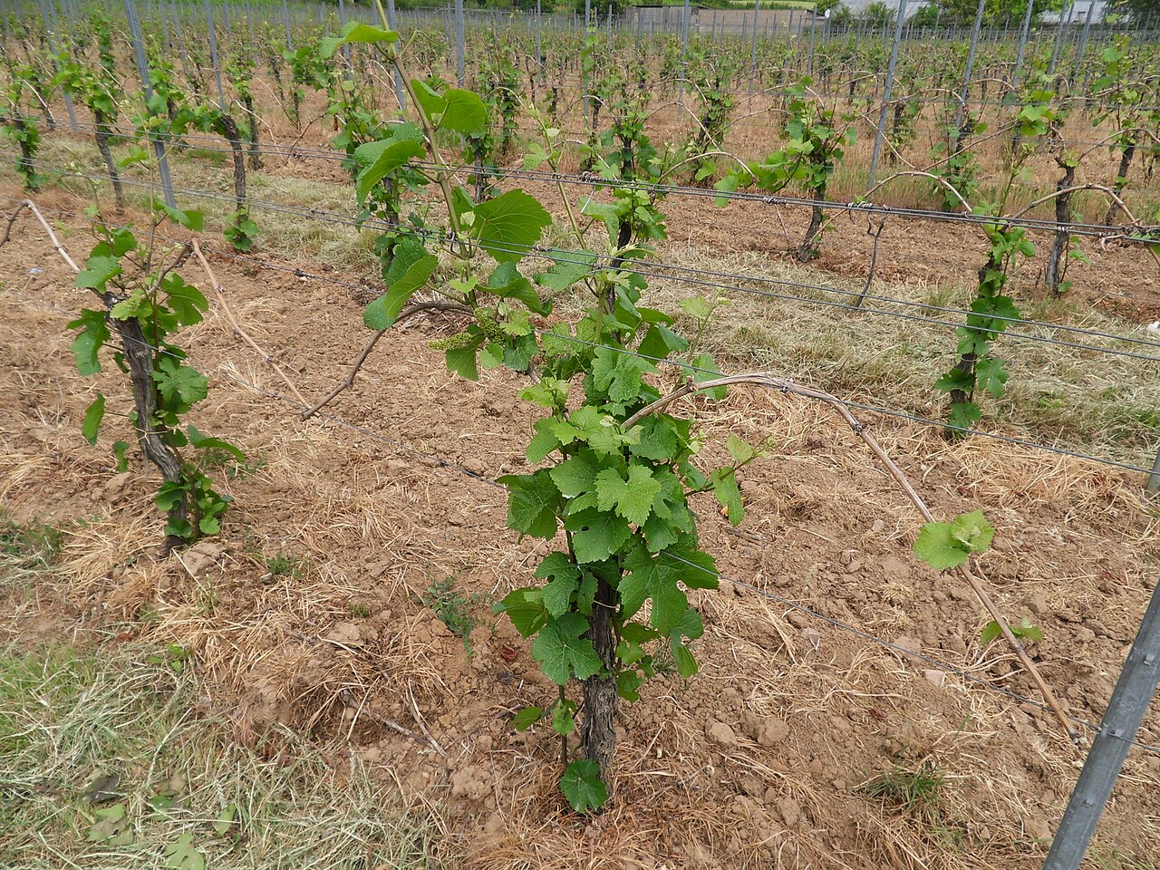 Weinreben mit spärlichem Neuaustrieb einen Monat nach Nachtfrösten im Mai