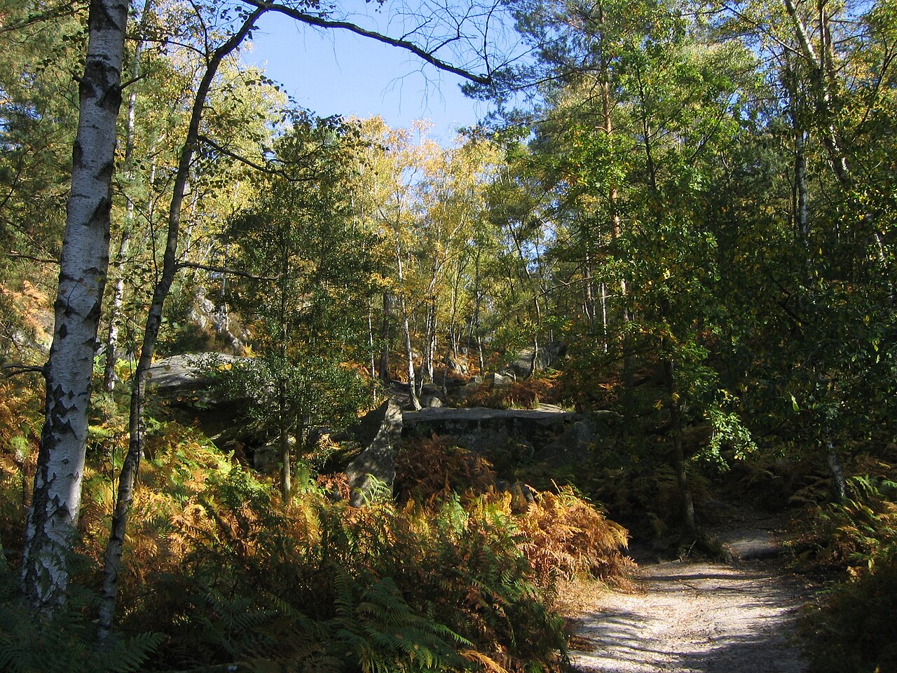 Blick in den Wald von Fontainebleau südlich von Paris