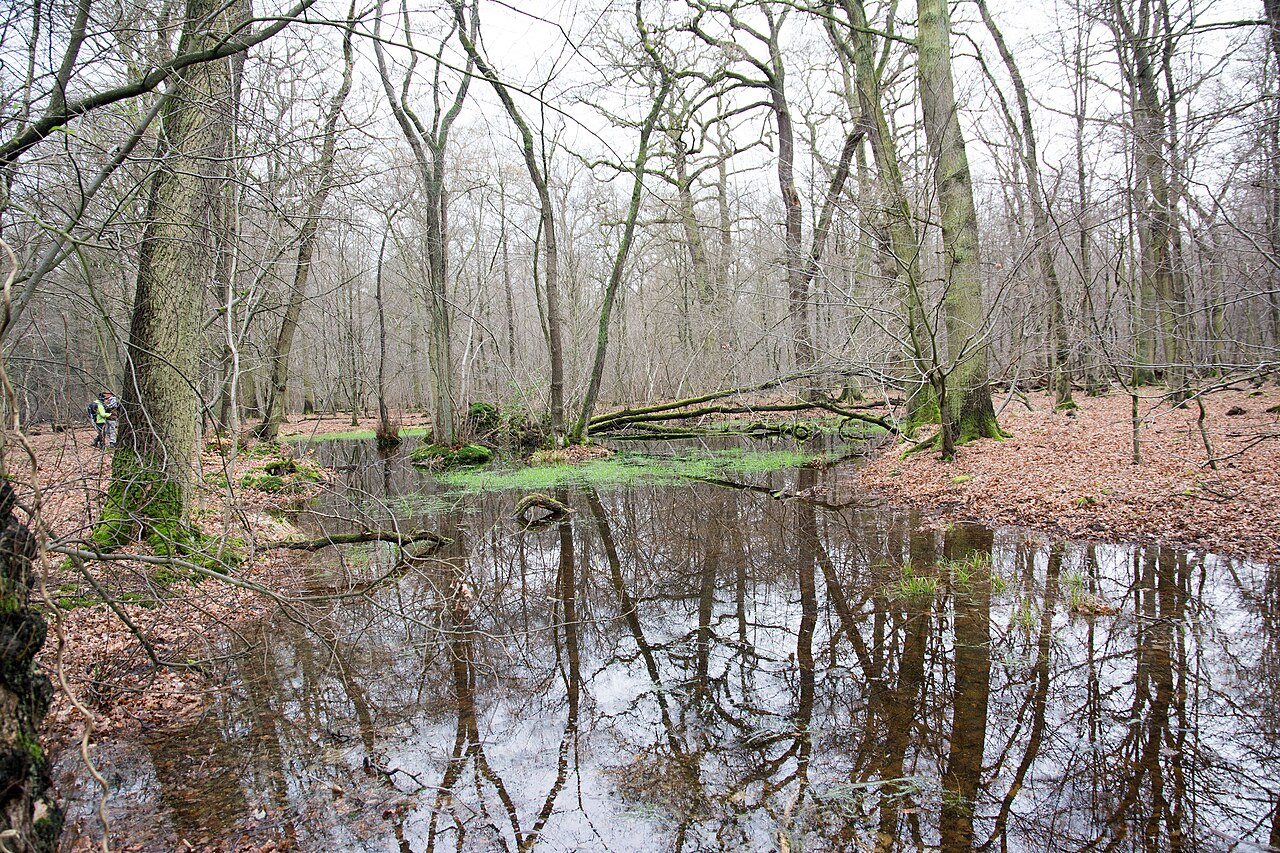 Blick in den Hambacher Forst mit Teich und Baumbestand, Nordrhein-Westfalen