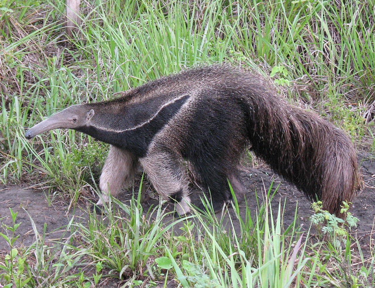 Großer Ameisenbär (Myrmecophaga tridactyla) im brasilianischen Pantanal, dem Forschungsgebiet der verstorbenen Zoologin Lydia Möcklinghoff.