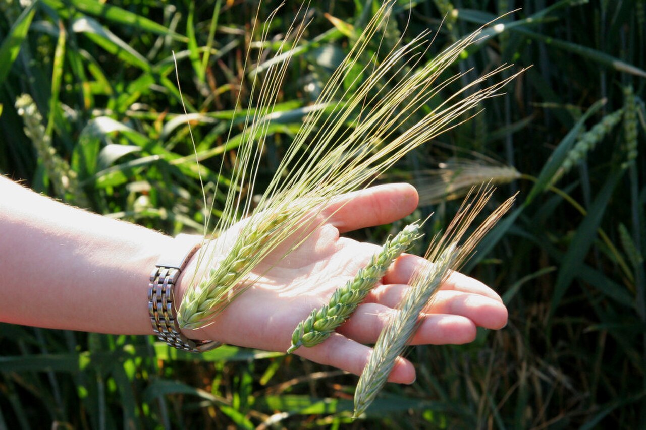 Reifes Getreidefeld - Symbolbild für die europäische Landwirtschaft, die von der neuen NGT-Verordnung erfasst wird.