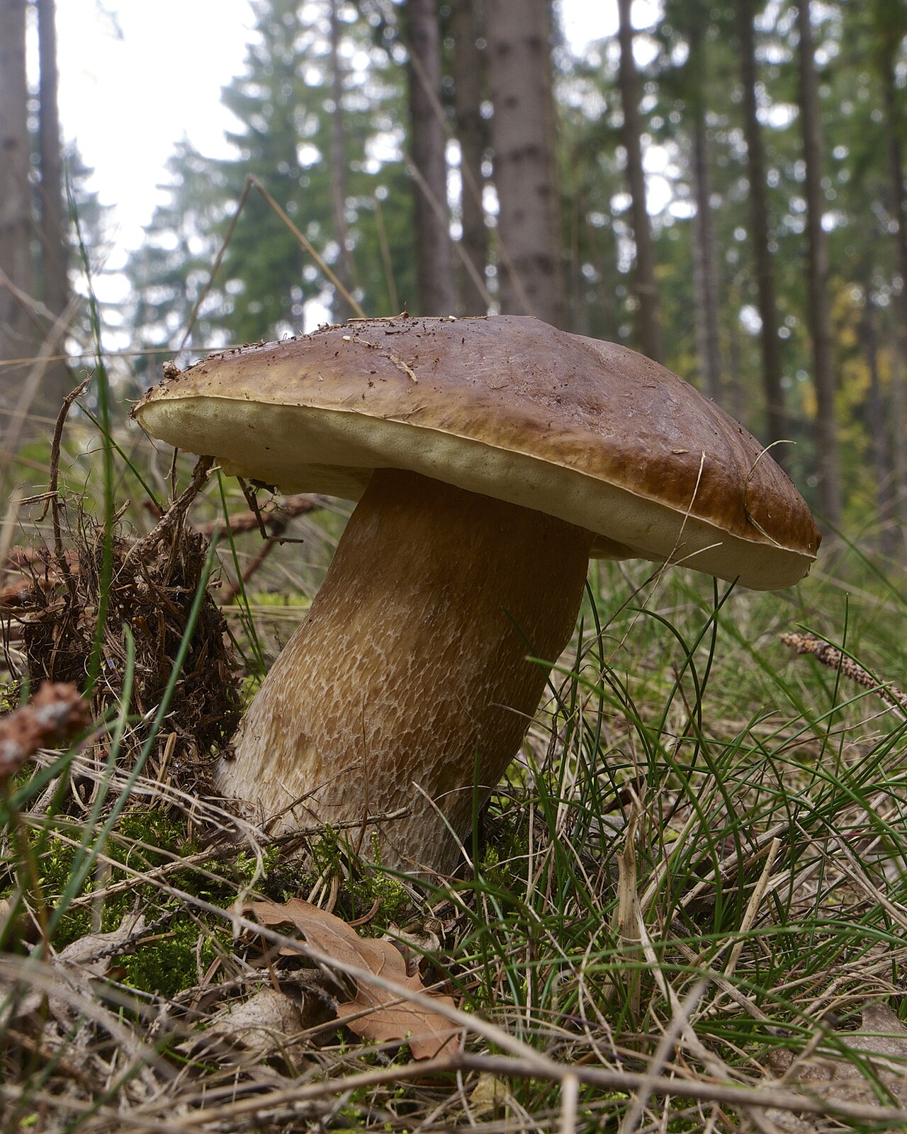 Ein Gemeiner Steinpilz (Boletus edulis) im herbstlichen Wald