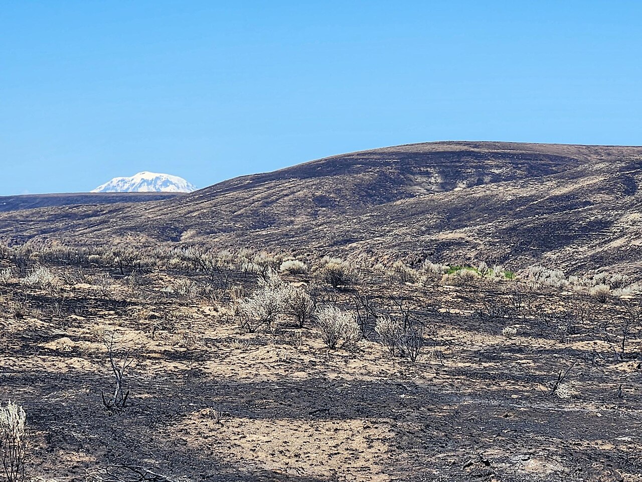 Brandnarbe eines Waldbrands im US-Bundesstaat Washington aus der Saison 2026