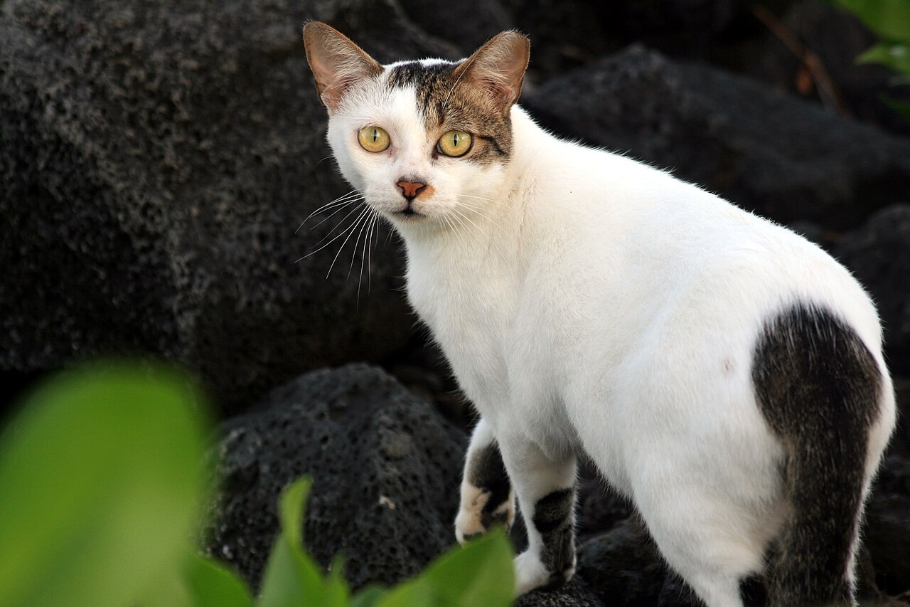 Verwilderte Hauskatze mit sichtbar kupiertem Ohrspitzchen - Kennzeichen einer im Rahmen eines Kastrationsprogramms behandelten Freigängerkatze.