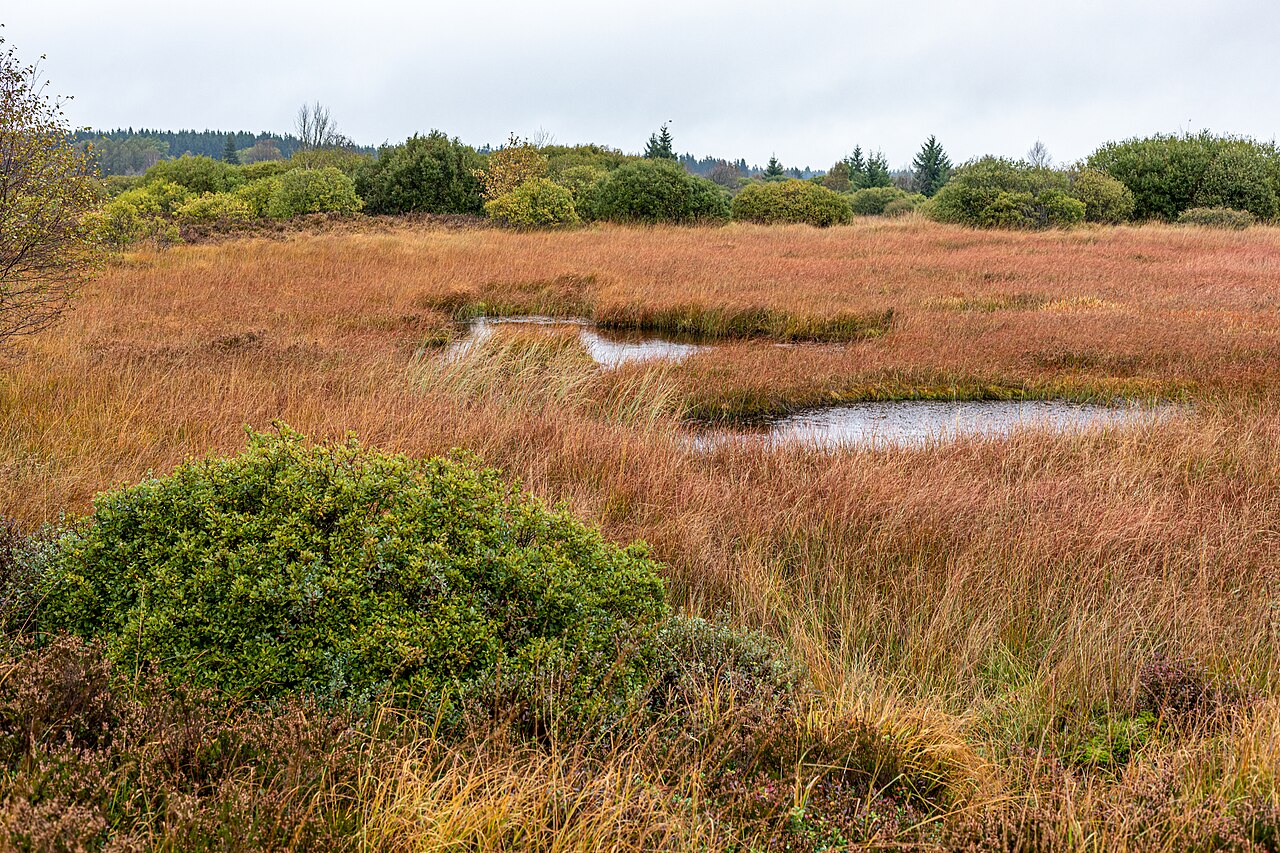 Moorlandschaft im Brackvenn, Teil des Hohen Venn im belgisch-deutschen Grenzgebiet