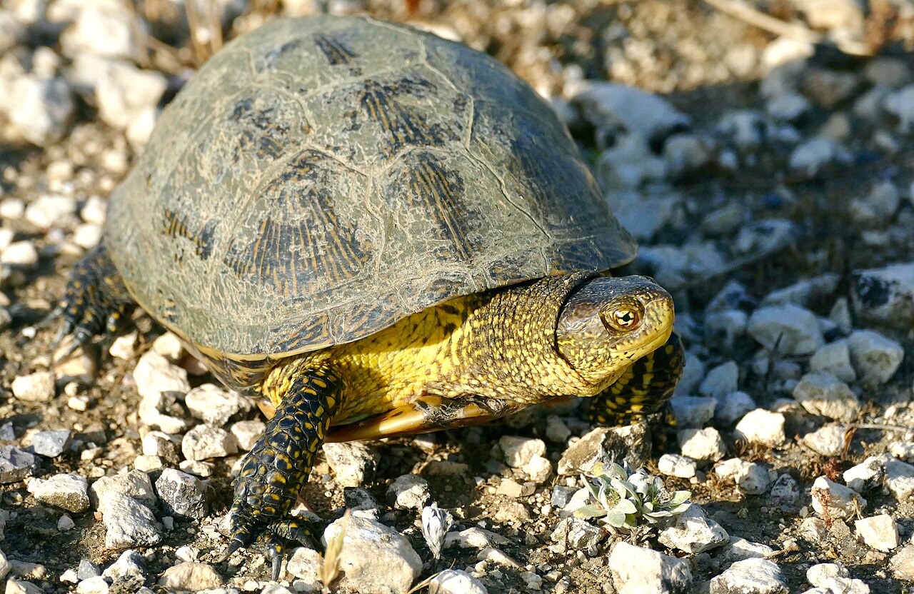 Europäische Sumpfschildkröte (Emys orbicularis) im natürlichen Lebensraum