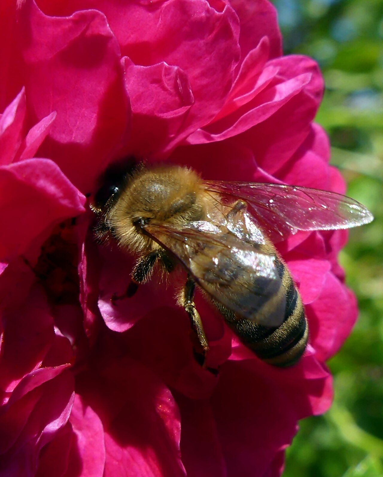 Eine Honigbiene auf einer Rosenblüte